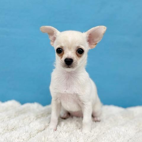 タカ様オーダー品（スムースコートチワワ） タカ様オーダー品（スムースコートチワワ） タカ様オーダー品