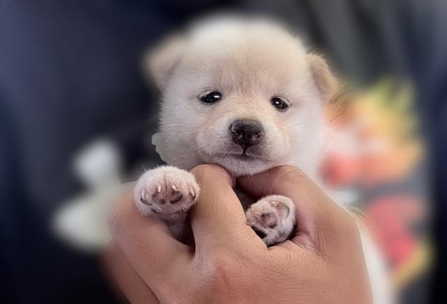 柴犬
