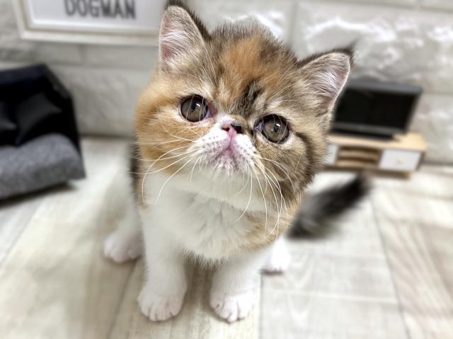エキゾチックショートヘアー
