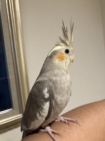オカメインコシナモン