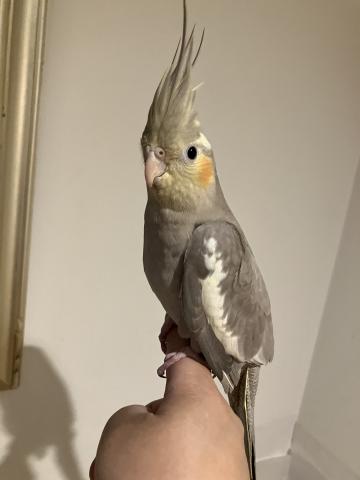 オカメインコシナモン