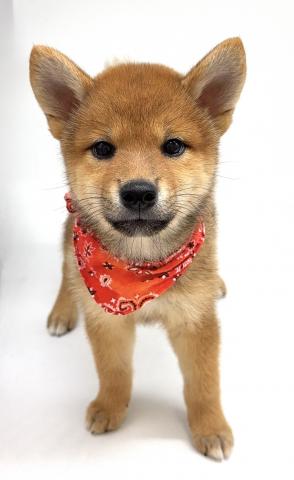 柴犬