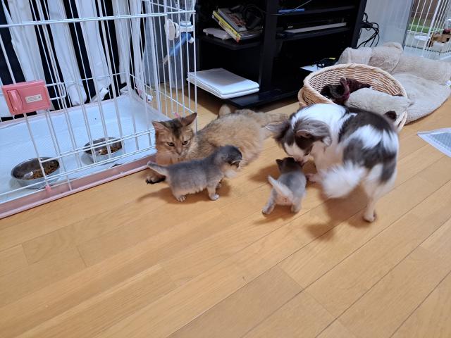 ペットサロンmofumofu