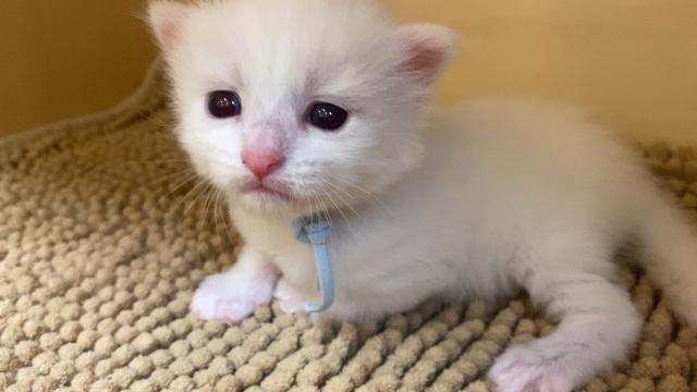ネヴァマスカレード