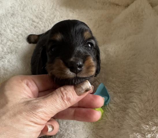ミニチュアダックスフンド