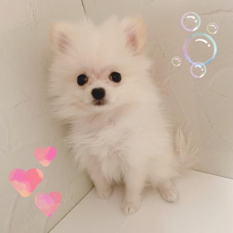 ポメラニアン