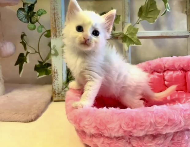 ノルウェージャンフォレストキャット