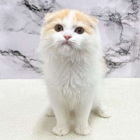 スコティッシュフォールド【動画あり】Special price‼️ちょっと抜けた表情がクセになる可愛さです♪
