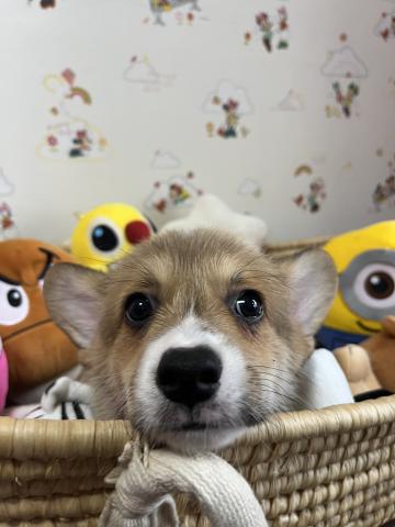 ウェルシュコーギーペンブローク