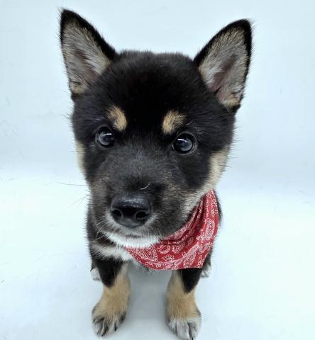 柴犬