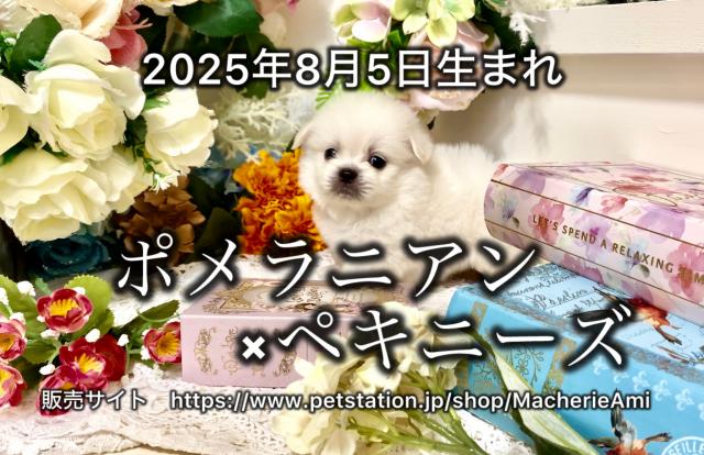 ポメラニアン×ペキニーズ