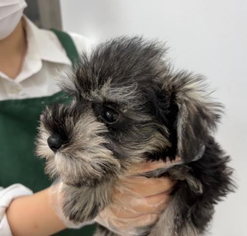 ミニチュアシュナウザー