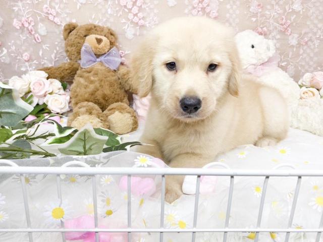 ゴールデンレトリーバー