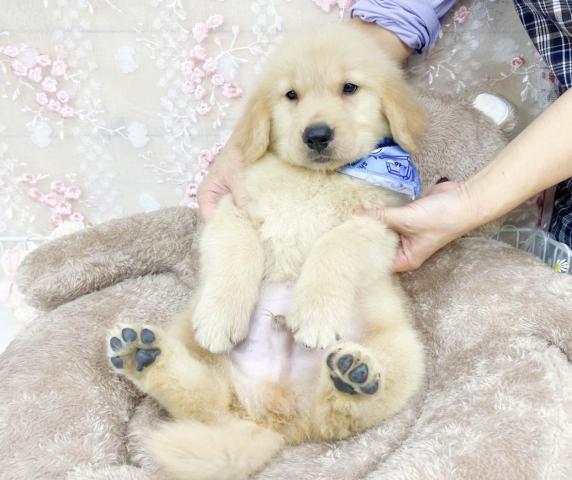 ゴールデンレトリーバー
