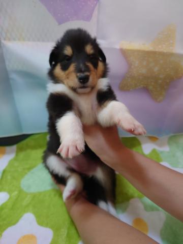 コリー