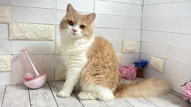 ブリティッシュショートヘア