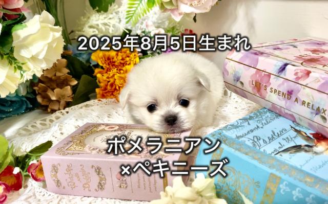 ポメラニアン×ペキニーズ