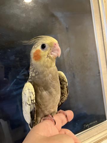 オカメインコ　シナモンパールパイド