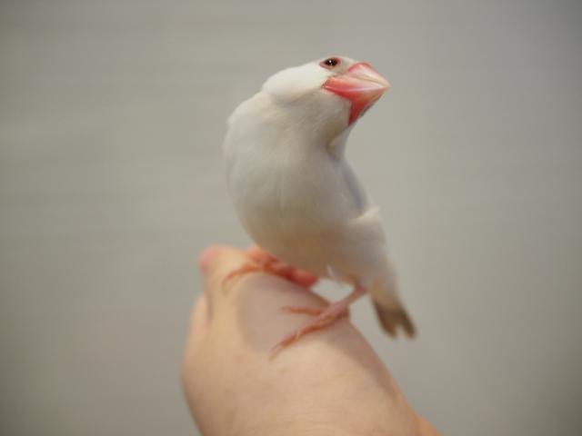 文鳥