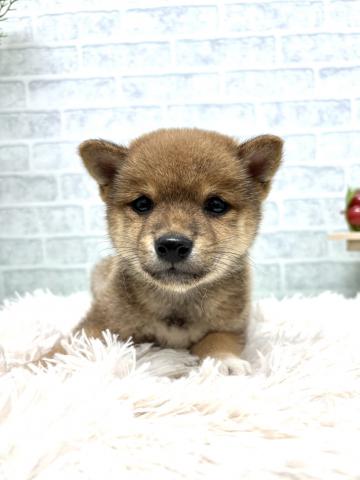 柴犬豆柴