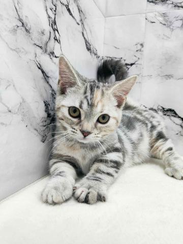 マンチカン【9/6写真、動画更新！】おっとりとした優しい雰囲気で、そっと寄り添ってくれそうな癒し系♪