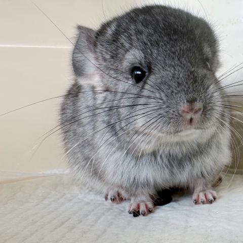 チンチラ