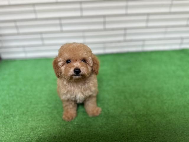 トイプードル