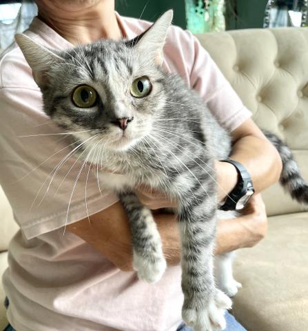 MIX（雑種）