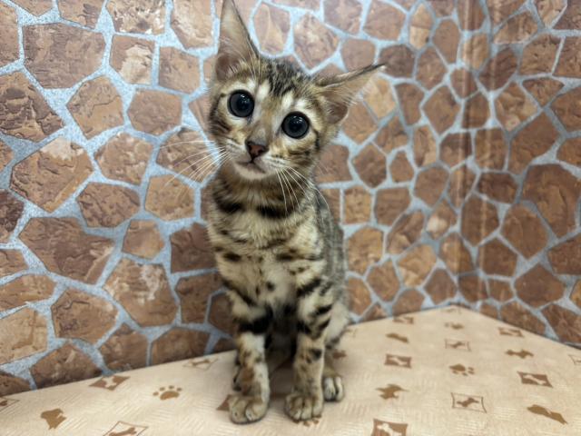 ベンガル
