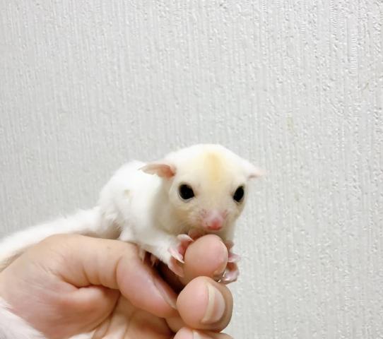リューシスティック