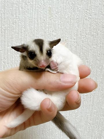 クラシックhetリューシ