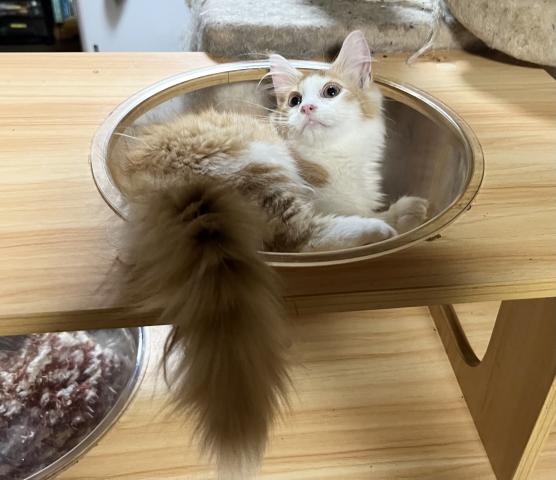ノルウェージャンフォレストキャット