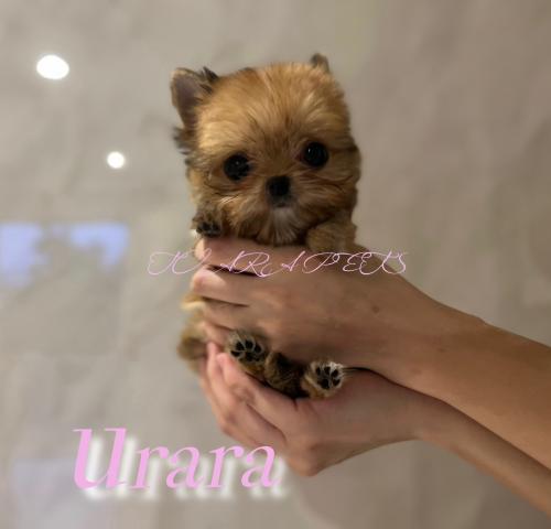 チョーキー