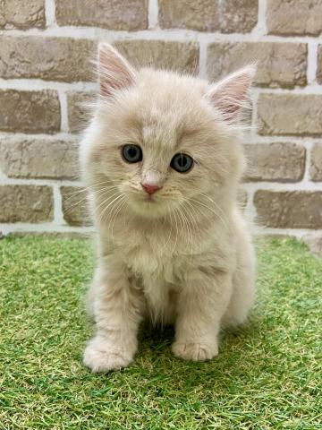 マンチカン