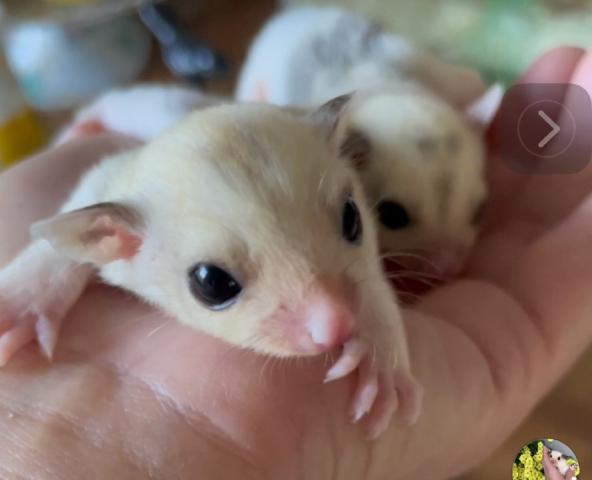 クリミノ血統モザイクホワイトテール