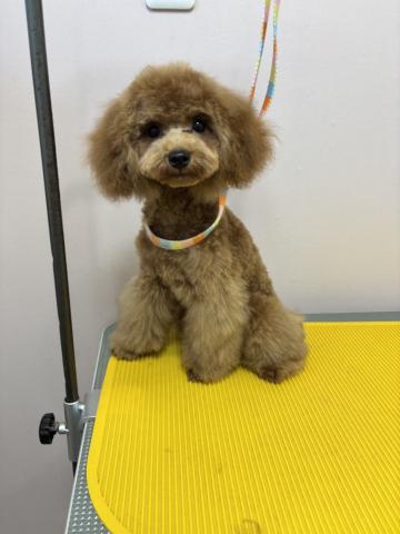 トイプードルタイニー