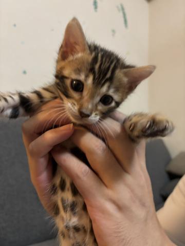 ベンガル