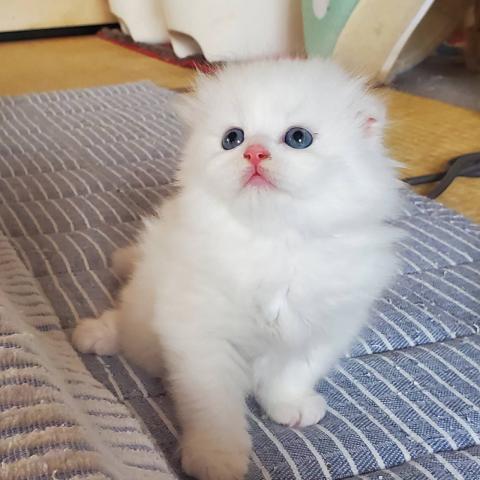 スコティッシュフォールド