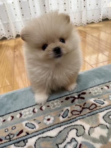 ポメラニアン