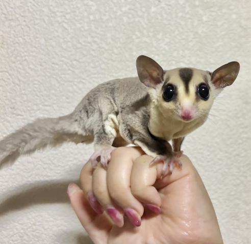 フクロモモンガ