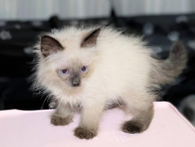 サイベリアンネヴァマスカレードタイプの子猫