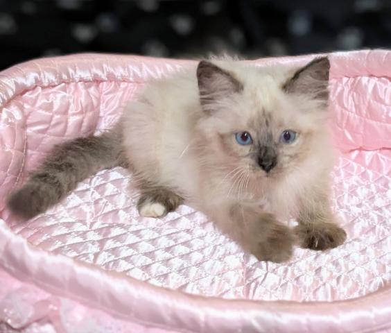 サイベリアンネヴァマスカレードタイプの子猫