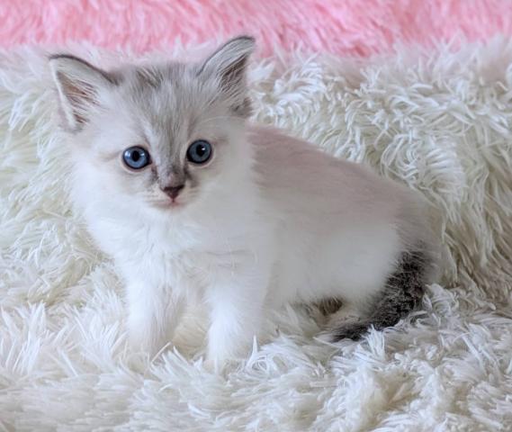 Cattery Azureblue　ノルウェージャン、ネヴァマスカレード、サイベリアン