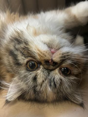 エキゾチックショートヘアー