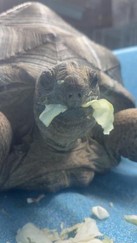 ゾウガメ