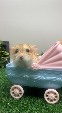 マカロニマウス【ペア】