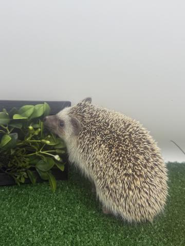 ハリネズミ