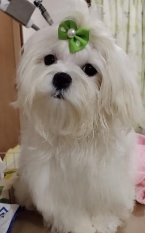 マルチーズ