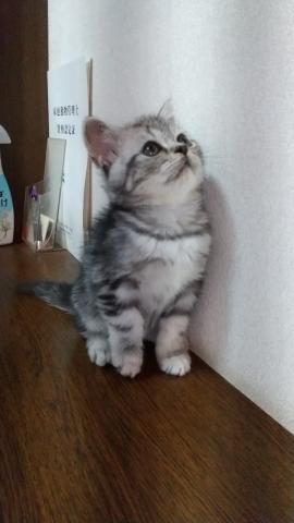 スコティッシュフォールド