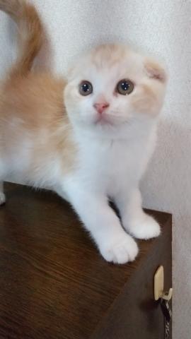 スコティッシュフォールド
